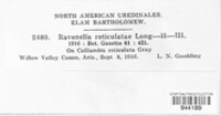 Ravenelia reticulatae image